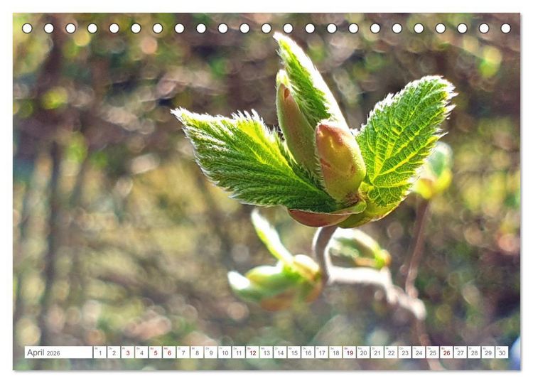 Produktbild: Das Leben der Haselnuss (Tischkalender 2026 DIN A5 quer), CALVENDO Monatskalender