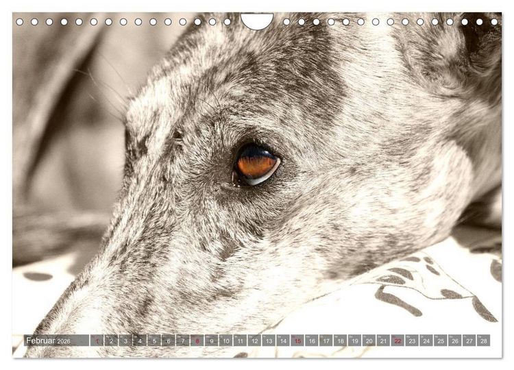 Produktbild: Galgo eye-catcher (Wandkalender 2026 DIN A4 quer), CALVENDO Monatskalender