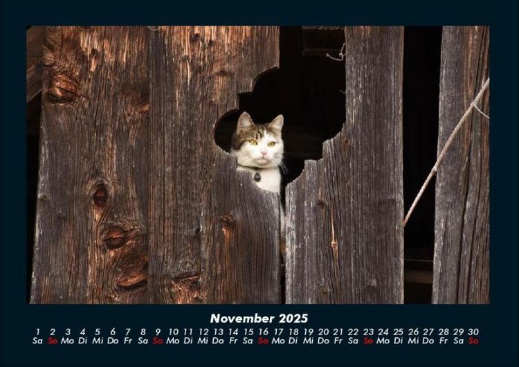 Produktbild: F&uuml;r Katzenfreunde 2025 Fotokalender DIN A4
