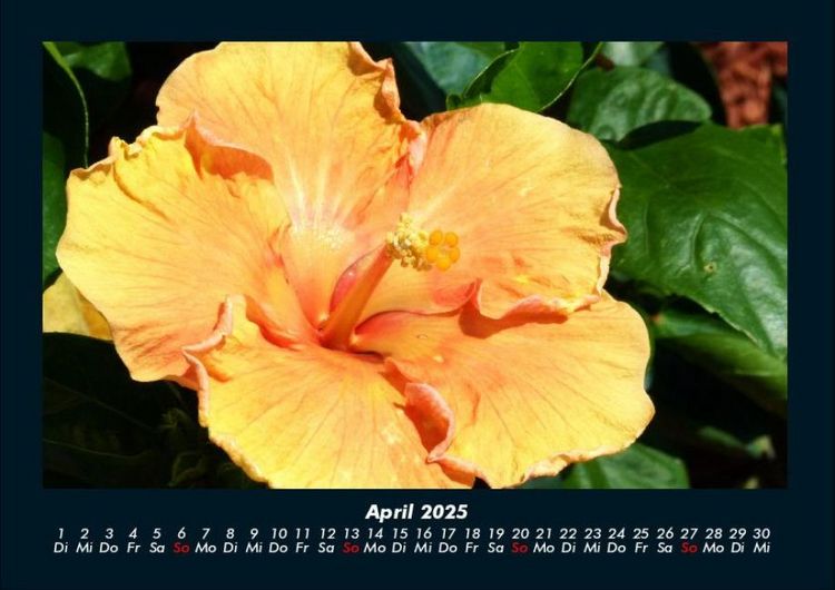 Produktbild: Blumenkalender 2025 Fotokalender DIN A4
