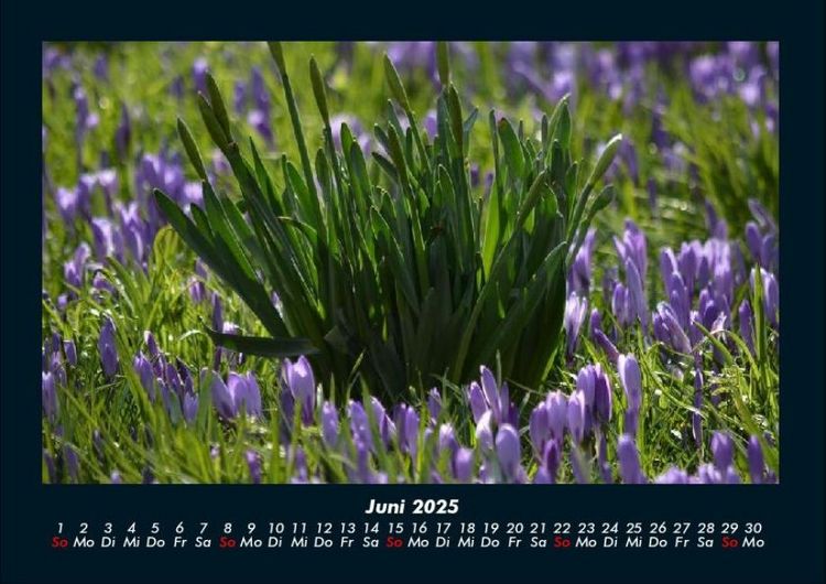 Produktbild: Blumenzauber 2025 Fotokalender DIN A4