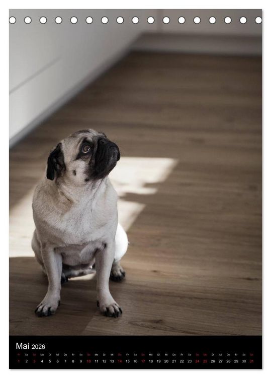 Produktbild: Das Mops-Jahr 2026 (Tischkalender 2026 DIN A5 hoch), CALVENDO Monatskalender