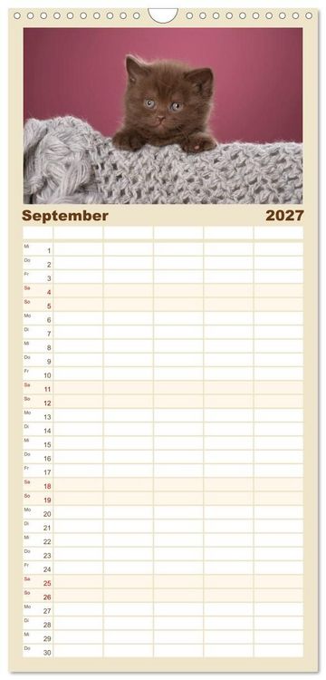 Produktbild: Familienplaner 2027 - Die Britisch Kurzhaar Katze mit 5 Spalten (Wandkalender, 21 x 45 cm) CALVENDO
