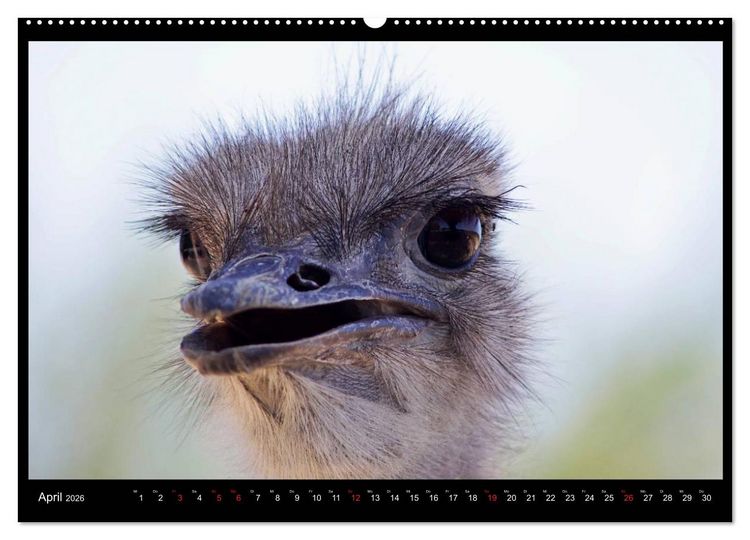 Produktbild: S&Uuml;DAFRIKA Augenblicke (Wandkalender 2026 DIN A2 quer), CALVENDO Monatskalender