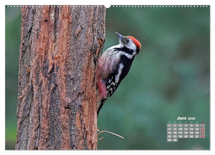 Produktbild: Echte Spechte (hochwertiger Premium Wandkalender 2026 DIN A2 quer), Kunstdruck in Hochglanz