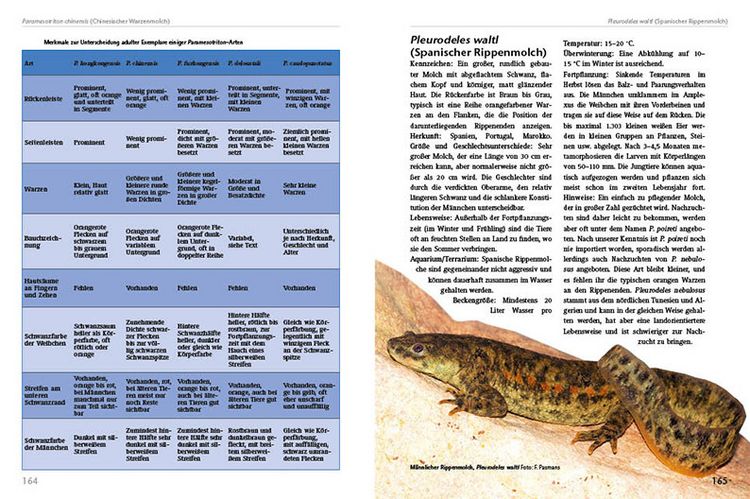 Produktbild: Molche und Salamander halten und z&uuml;chten