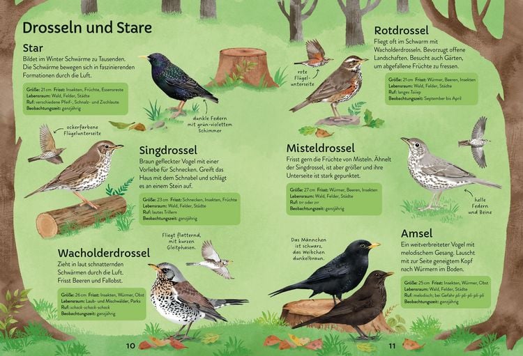 Produktbild: Ich erkunde die Natur: Unsere V&ouml;gel