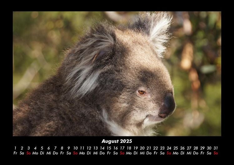 Produktbild: Koala 2025 Fotokalender DIN A3