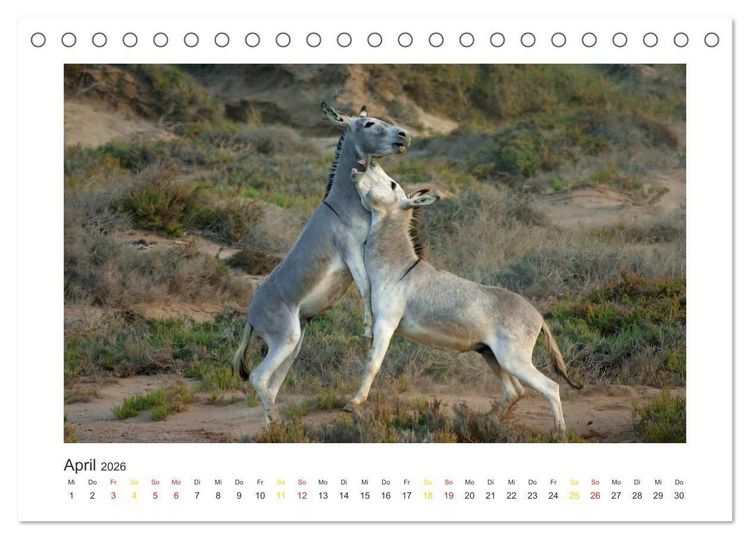 Produktbild: Fuerteventura (Tischkalender 2026 DIN A5 quer), CALVENDO Monatskalender
