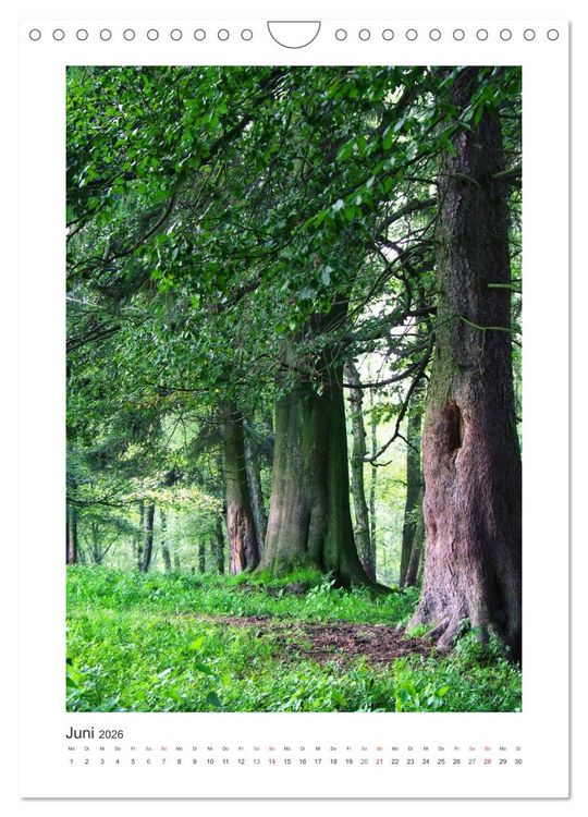 Produktbild: Impressionen aus unserem Wald (Wandkalender 2026 DIN A4 hoch), CALVENDO Monatskalender