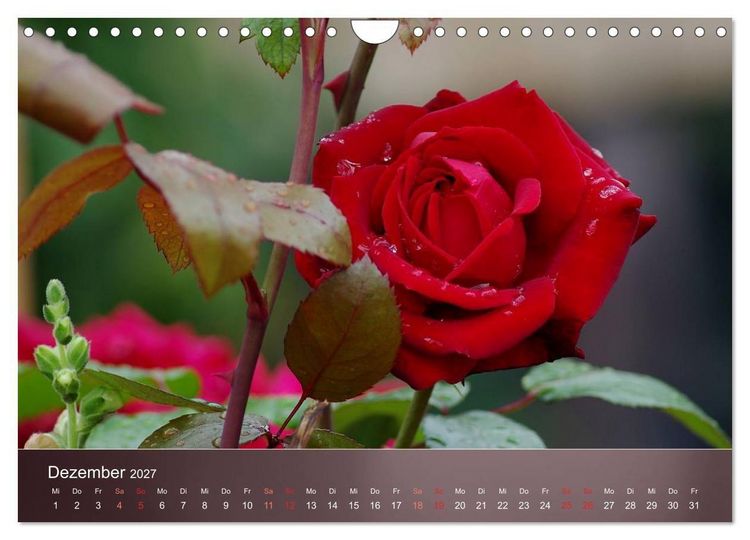 Produktbild: Zarte Sch&ouml;nheiten - Rosen (Wandkalender 2027 DIN A4 quer), CALVENDO Monatskalender