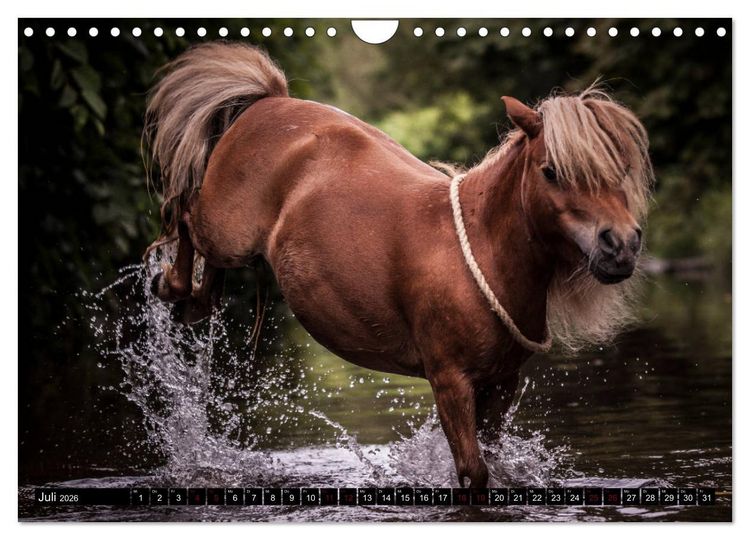 Produktbild: Shetlandpony Kalender (Wandkalender 2026 DIN A4 quer), CALVENDO Monatskalender
