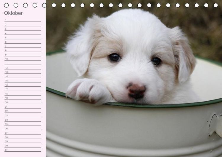 Produktbild: Border Collie-Welpen Geburtstagskalender (Tischkalender immerw&auml;hrend DIN A5 quer)