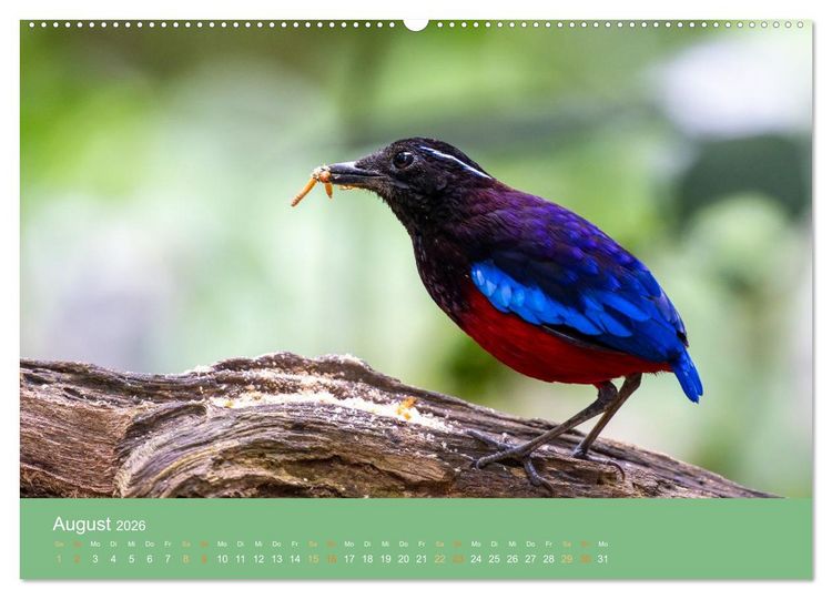 Produktbild: Zwischen Nebel und Baumriesen - V&ouml;gel Borneos (Wandkalender 2026 DIN A2 quer), CALVENDO Monatskalender