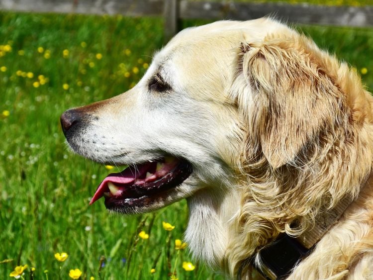 Produktbild: CALVENDO Puzzle Urspr&uuml;nglich war der Golden Retriever im Einsatz als Apportierhund, St&ouml;berhund und Wasserhund. | 1000 Teile Lege-Gr&ouml;&szlig;e 64x48cm Foto-Pu