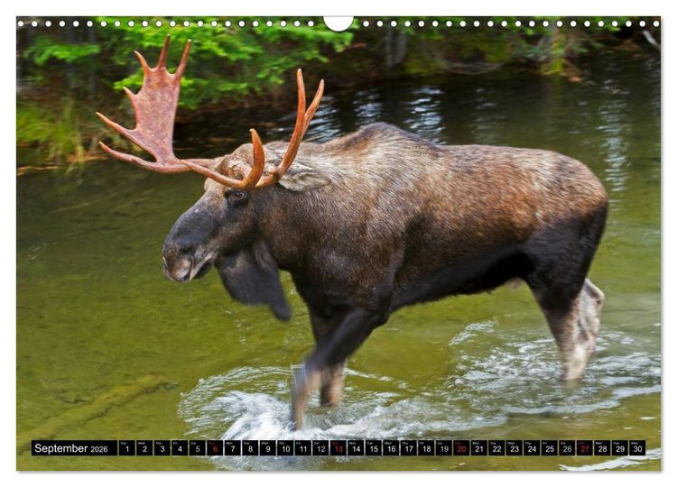 Produktbild: MOOSE Of The Northern Woods (Wall Calendar 2026 DIN A3 landscape), CALVENDO 12 Month Wall Calendar