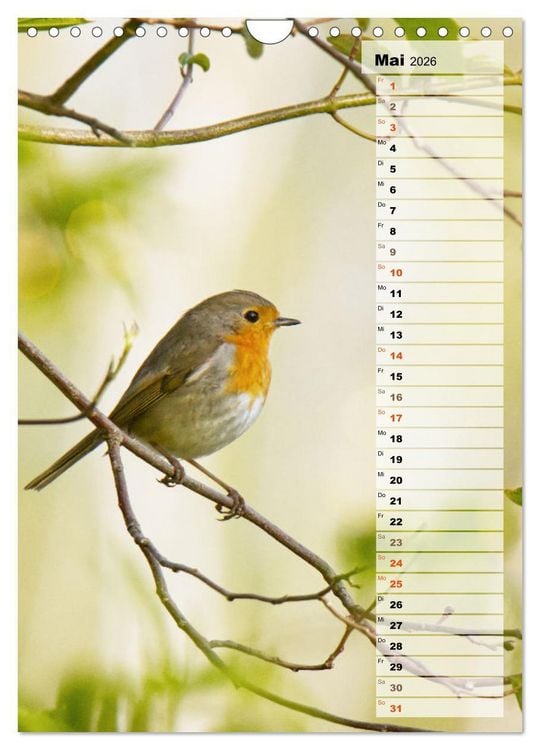 Produktbild: Niedliche Rotkehlchen (Wandkalender 2026 DIN A4 hoch), CALVENDO Monatskalender