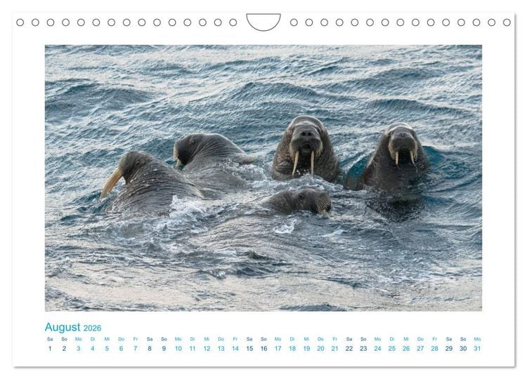 Produktbild: Spitzbergen - Landschaft - Eis - Tierwelt (Wandkalender 2026 DIN A4 quer), CALVENDO Monatskalender