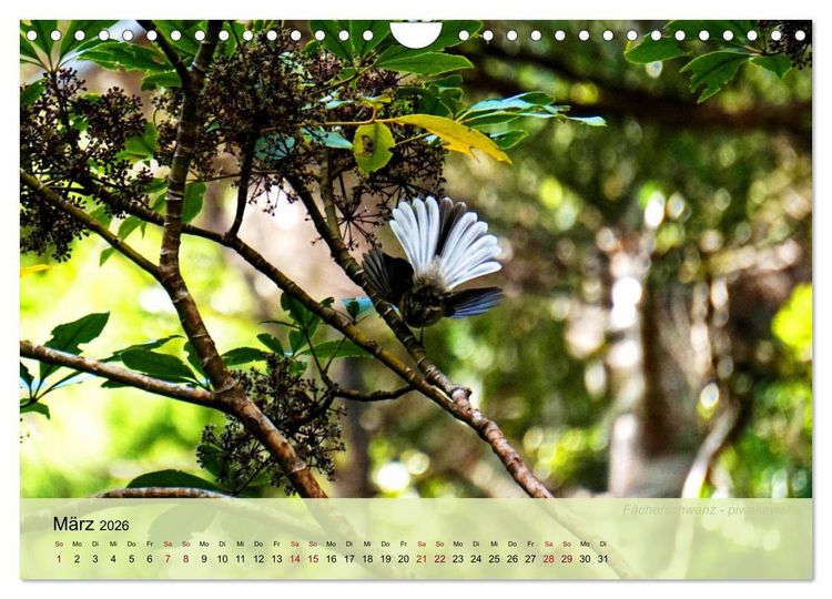 Produktbild: Neuseelands Vogelwelt (Wandkalender 2026 DIN A4 quer), CALVENDO Monatskalender