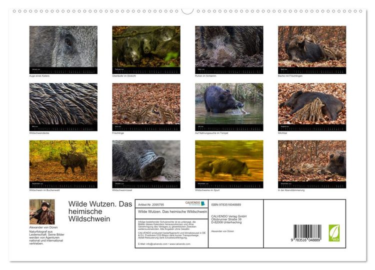 Produktbild: Wilde Wutzen. Das heimische Wildschwein (hochwertiger Premium Wandkalender 2026 DIN A2 quer), Kunstdruck in Hochglanz