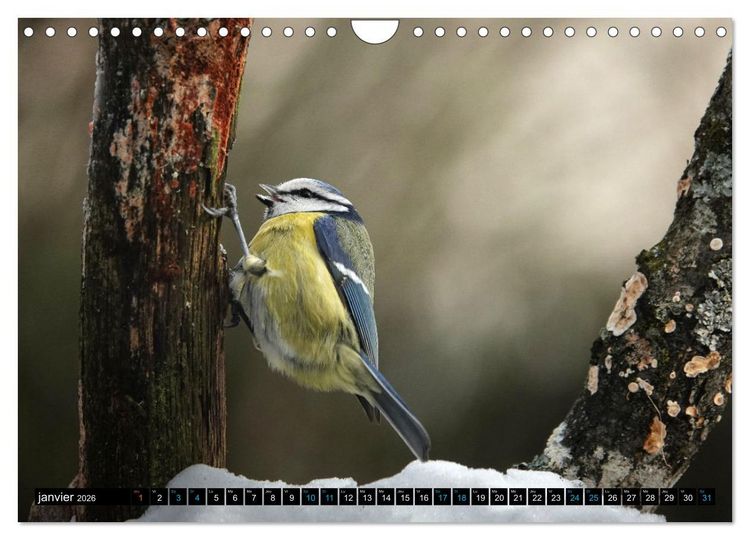 Produktbild: Mes anges bleus en &Icirc;le-de-France (Calendrier mural 2026 DIN A4 vertical), CALVENDO calendrier mensuel