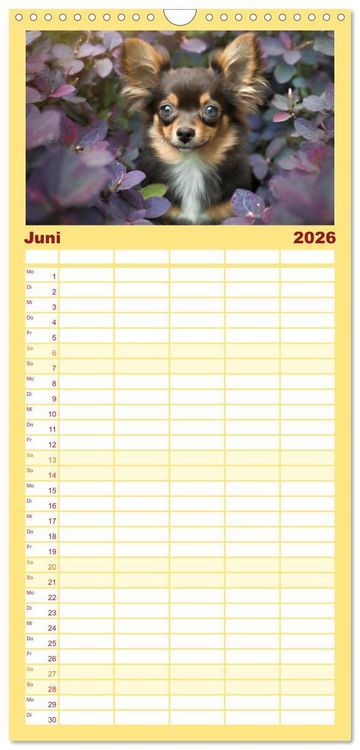Produktbild: Familienplaner 2026 - Chihuahuas - Kleine Hunde - gro&szlig;e Temperamentb&uuml;ndel mit 5 Spalten (Wandkalender, 21 x 45 cm) CALVENDO