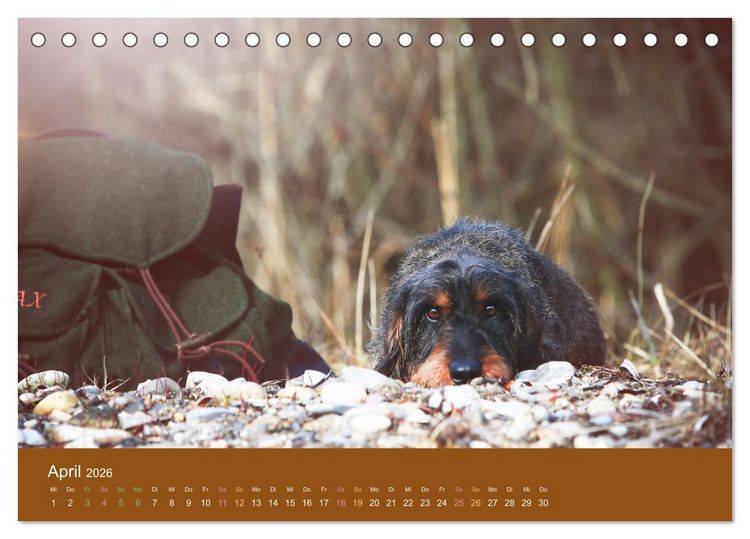 Produktbild: Der Dackel (Tischkalender 2026 DIN A5 quer), CALVENDO Monatskalender