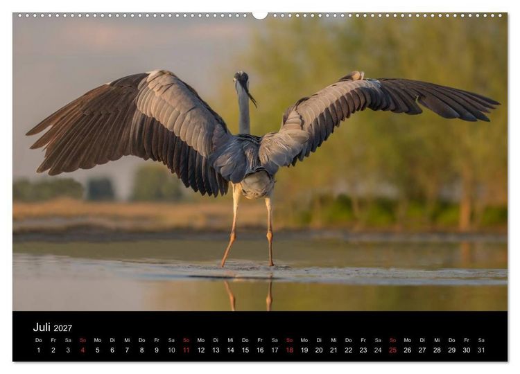 Produktbild: Reiher - Der Tanz auf dem Wasser (hochwertiger Premium Wandkalender 2027 DIN A2 quer), Kunstdruck in Hochglanz