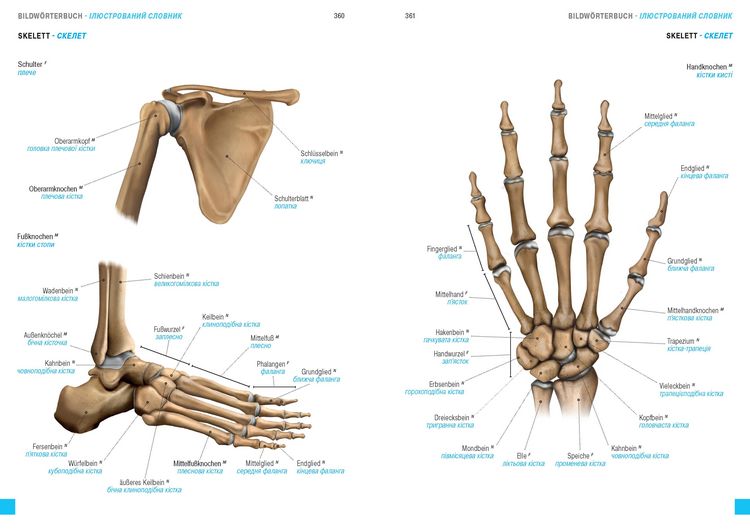 Produktbild: W&ouml;rterbuch Medizin Deutsch-Ukrainisch, Ukrainisch-Deutsch mit zweisprachigen Anatomietafeln