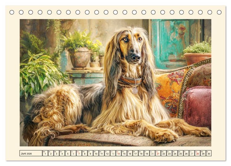 Produktbild: Afghanischer Windhund. Eleganter Sichtj&auml;ger und sensibler Couch-Potatoe (Tischkalender 2026 DIN A5 quer), CALVENDO Monatskalender