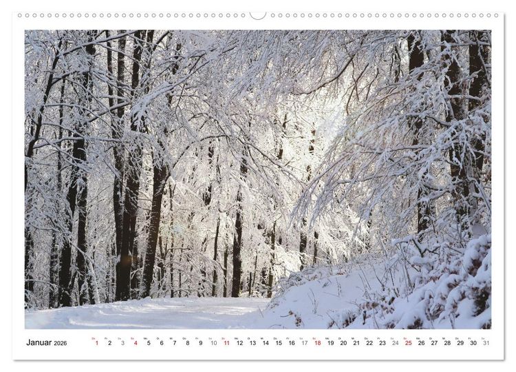 Produktbild: Mein Sehnsuchtsort, der heimische Wald (Wandkalender 2026 DIN A2 quer), CALVENDO Monatskalender
