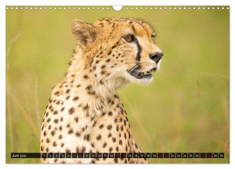 Produktbild: Safari Afrika (Wandkalender 2026 DIN A3 quer), CALVENDO Monatskalender