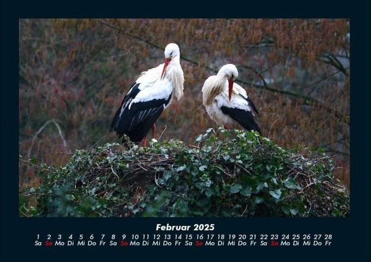 Produktbild: V&ouml;gel 2025 Fotokalender DIN A4