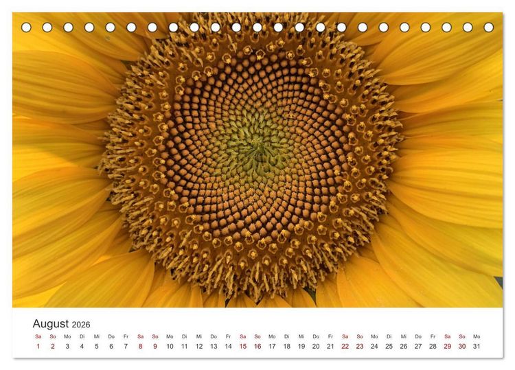 Produktbild: Sonnenblumen - Erstrahlen im freundlichen Gelb. (Tischkalender 2026 DIN A5 quer), CALVENDO Monatskalender