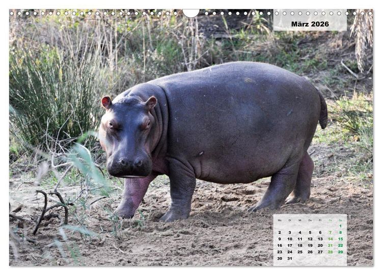 Produktbild: Nilpferde, Kolosse im Wasser (Wandkalender 2026 DIN A3 quer), CALVENDO Monatskalender