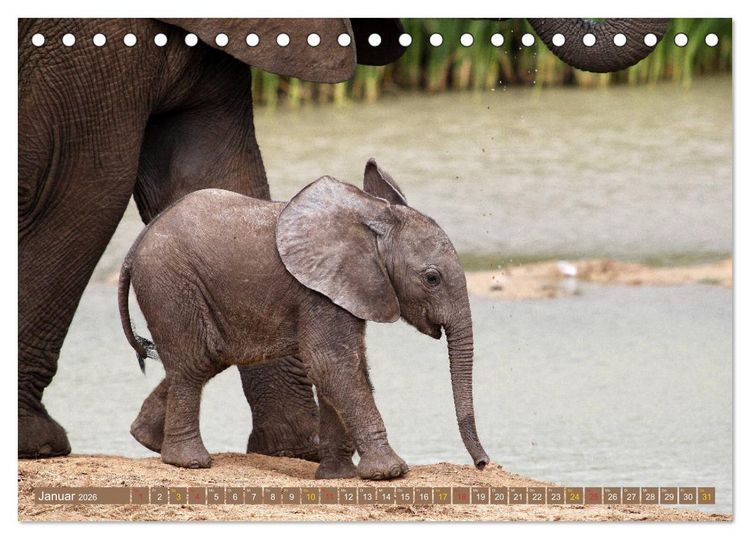 Produktbild: Wildes Kinderzimmer - Tierkinder in Afrika (Tischkalender 2026 DIN A5 quer), CALVENDO Monatskalender