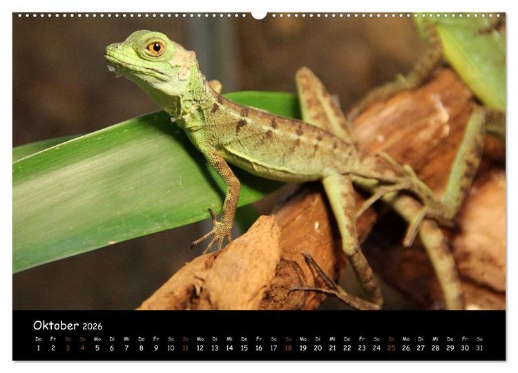 Produktbild: Reptilien 2026 (hochwertiger Premium Wandkalender 2026 DIN A2 quer), Kunstdruck in Hochglanz