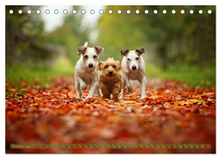 Produktbild: Die Parson-Russell-Terrier ...mit neuen Abenteuern aus der Hundeknipserei (Tischkalender 2026 DIN A5 quer), CALVENDO Monatskalender