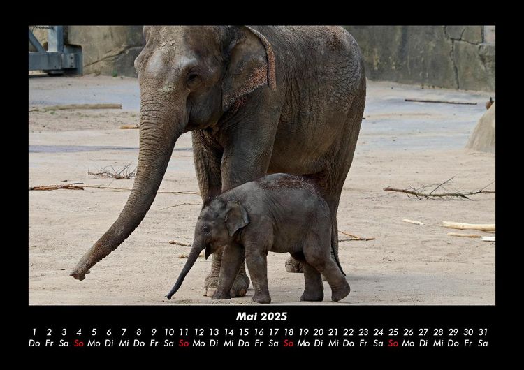 Produktbild: Elefanten - Die sanften Riesen Afrikas 2025 Fotokalender DIN A3
