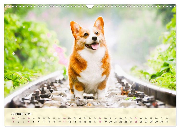 Produktbild: Welsh Corgi. Zauberhafter Dickkopf auf kurzen Beinen (Wandkalender 2026 DIN A3 quer), CALVENDO Monatskalender