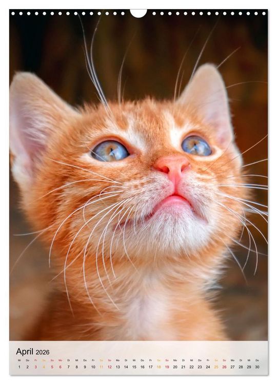 Produktbild: Katzen - s&uuml;&szlig; und kuschelig (Wandkalender 2026 DIN A3 hoch), CALVENDO Monatskalender