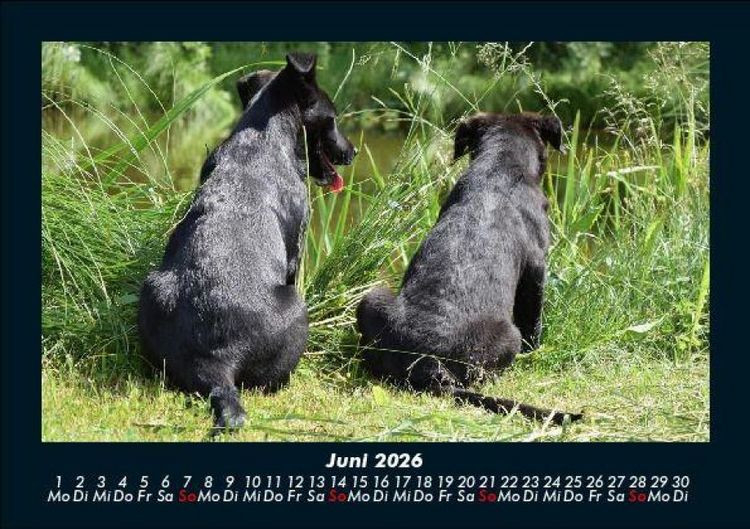 Produktbild: Hundezauber 2026 Fotokalender DIN A5