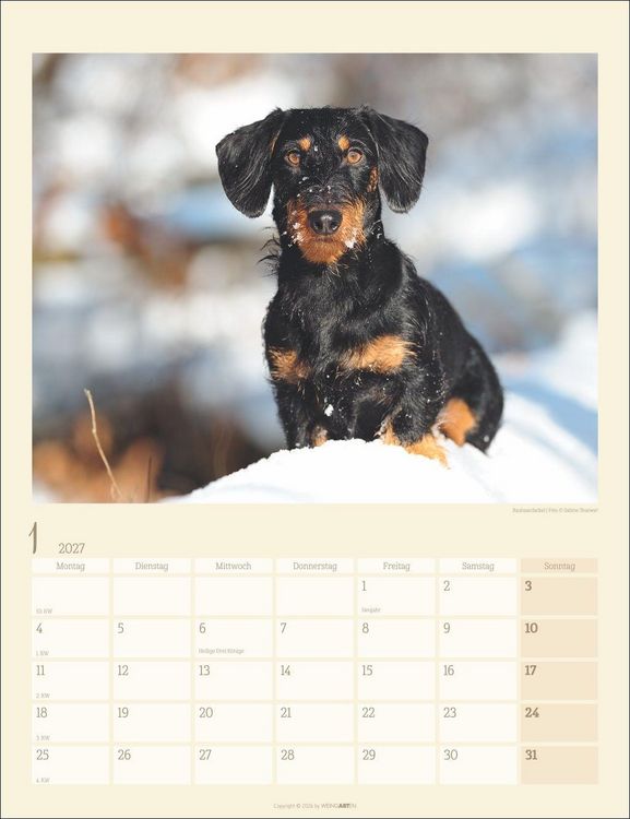 Produktbild: Dackel Kalender 2027