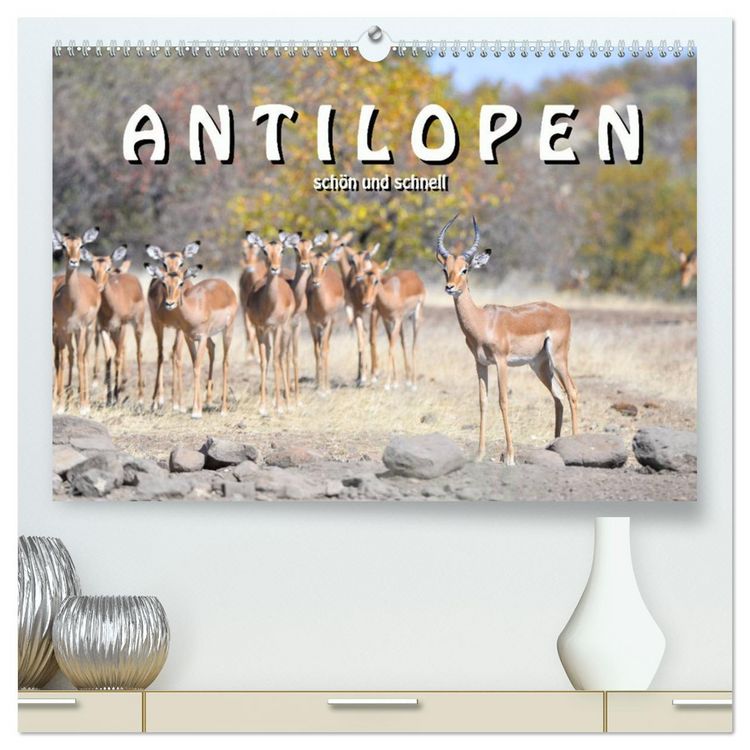 Produktbild: Antilopen, sch&ouml;n und schnell (hochwertiger Premium Wandkalender 2026 DIN A2 quer), Kunstdruck in Hochglanz
