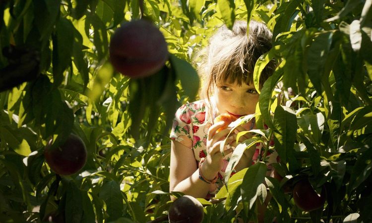 Produktbild: Alcarras - Die letzte Ernte