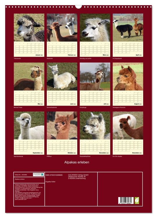 Produktbild: Alpakas erleben (Wandkalender 2026 DIN A2 hoch), CALVENDO Monatskalender