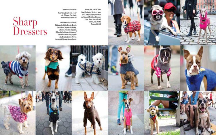 Produktbild: The Dogist