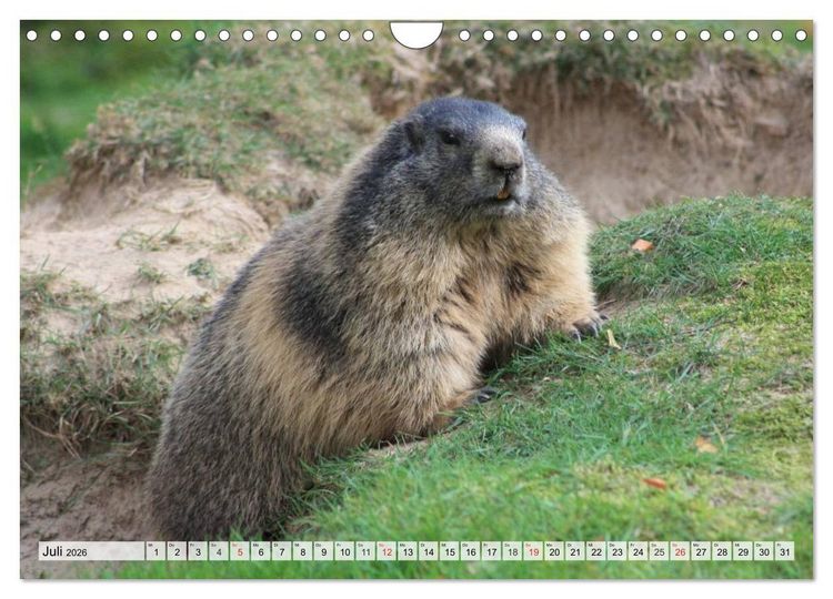 Produktbild: Wildtiere. Heimische Sch&ouml;nheiten (Wandkalender 2026 DIN A4 quer), CALVENDO Monatskalender