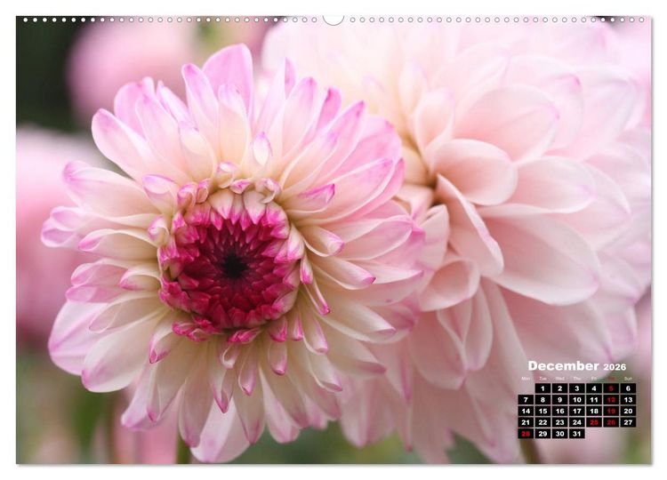 Produktbild: Magical Dahlias (High Quality Premium Wall Calendar 2026 DIN A2 landscape),CALVENDO 12 Month Wall Calendar