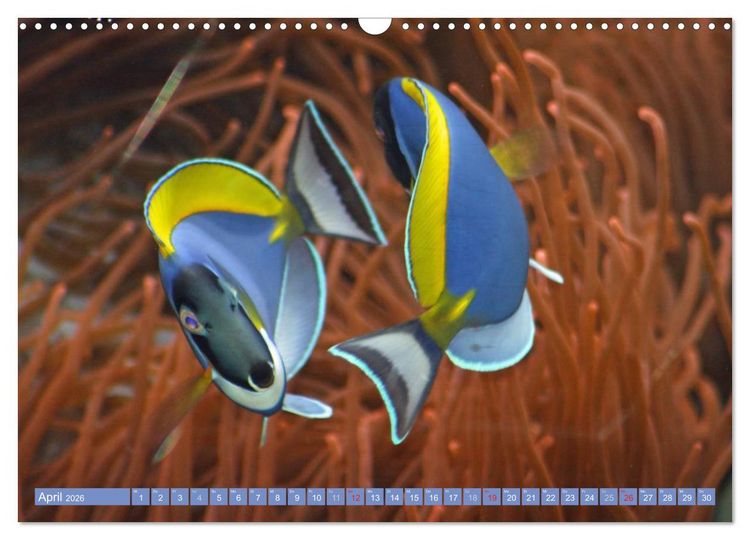 Produktbild: Bunte Welt der Fische (Wandkalender 2026 DIN A3 quer), CALVENDO Monatskalender